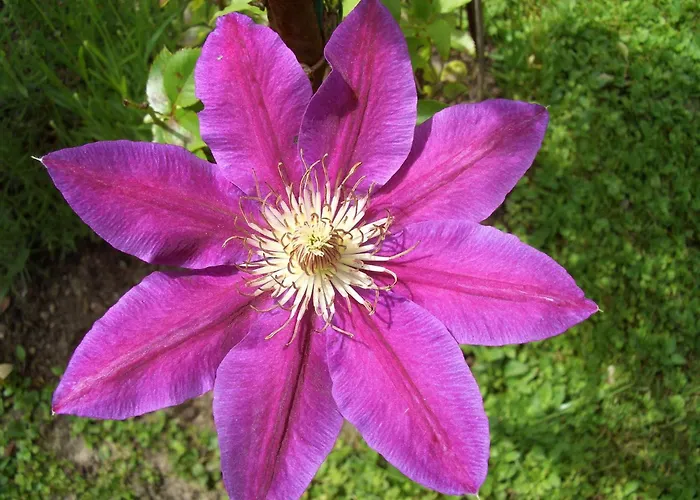 بيت ضيافة Gaestehaus Burgi 3*